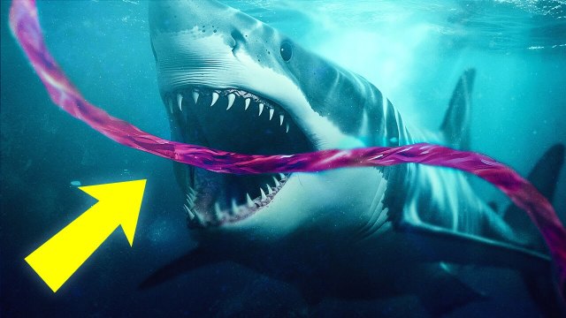 Why Sharks Attack Undersea Internet Cables