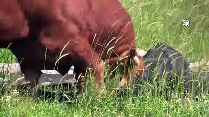 Çorum'da 1,6 tonluk kurbanlık "Eryaman" 250 bin liraya alıcısını bekliyor