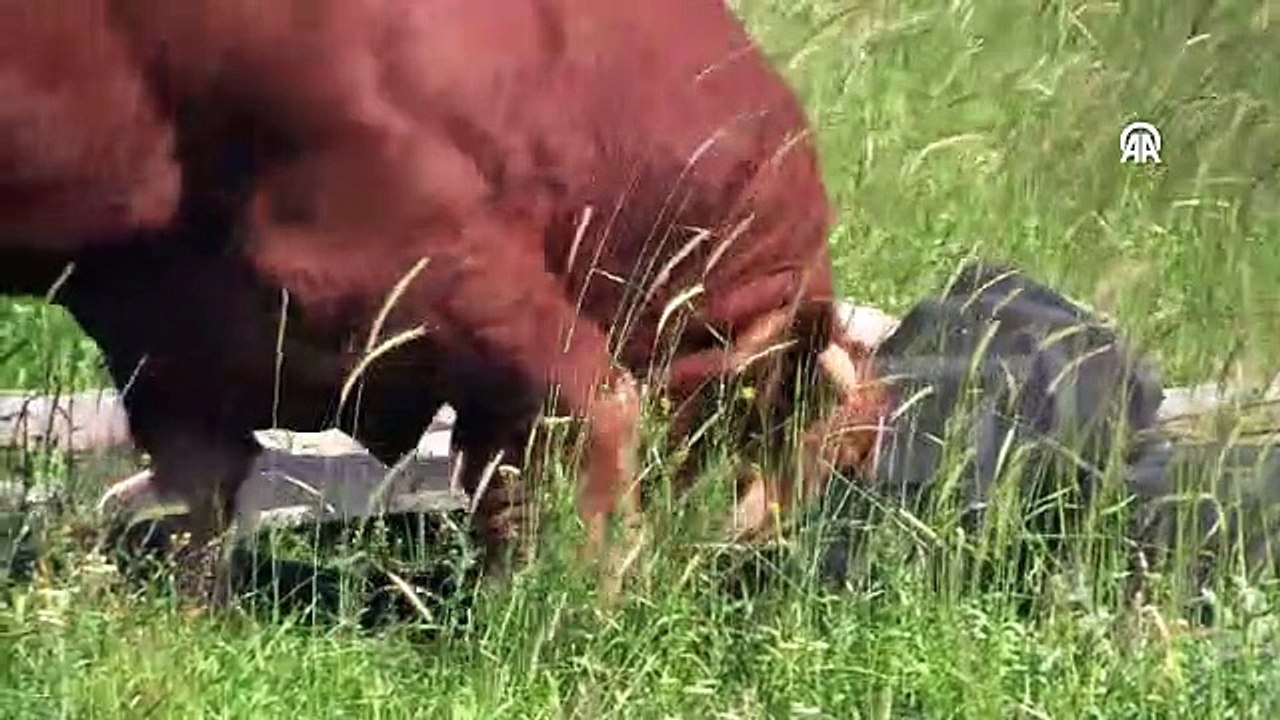 Çorum'da 1,6 tonluk kurbanlık "Eryaman" 250 bin liraya alıcısını bekliyor