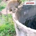 Kuyuya düşen kedinin imdadına maymun koştu