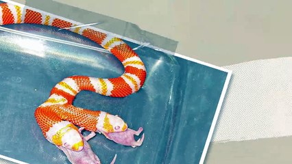 What Would Happen If You Fed Only One Head of a Two-Headed Snake