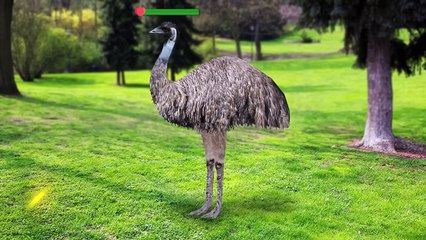 Why Don’t They Eat Billions of Animals in Australia