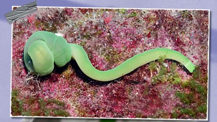 Worm That Scares Anacondas, Never Gets to the Surface and Can Die of a Splinter