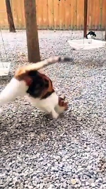 Kucing bermain ayunan