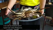 Seafood Island   BEST LIVE FILIPINO CRAB in Cebu Philippines