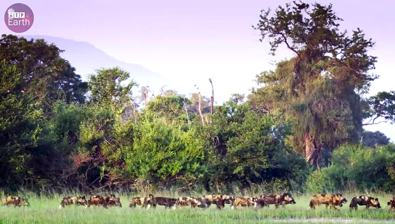Wild Dogs Attack Wildebeest Ready Give Birth