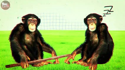 Impossible! Baboon Save Baby Impala from Cheetah Attacked