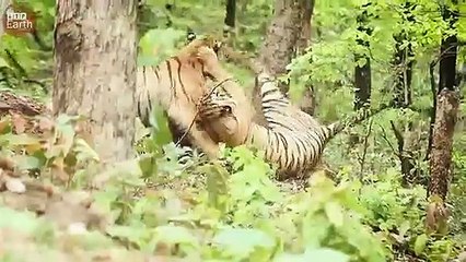 Male Tiger Tired Stealing  Meal of Tigress