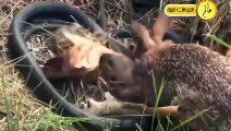 عندما تغضب أمهات الحيوانات البرية  مذهل كيف تمكنت الأم من إنقاذ صغيرها شئ لا يصدق عالم الحيوان