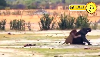 عندما يتجرأ الاسد ويهاجم الافيال العملاقة من يسحق الأخر  شئ لا يصدق!!عالم الحيوان
