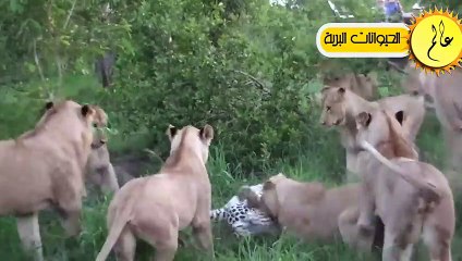 عندما يتوحش الأسد ملك البراري !! مشاهد لا تصدق؟!!