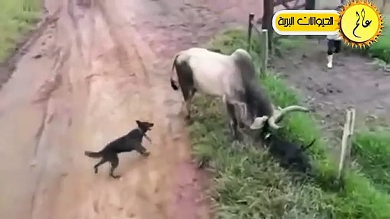 عندما يتوحش الحصان إنظرو ماذا فعل بالتمساح المتوحش!! مشاهد لا تصدق؟!!