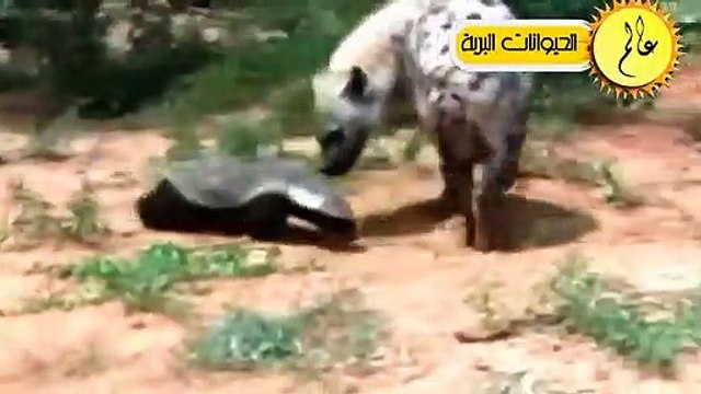 عندما يغضب النحل الافريقي ويهاجم الاسود البرية مشهد لا يصدق عالم الحيوان