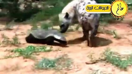 عندما يغضب النحل الافريقي ويهاجم الاسود البرية مشهد لا يصدق  عالم الحيوان