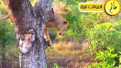لا احد يهزم هذا الوحش!!مشهد لا يصدق الحياة البرية في عالم الحيوان