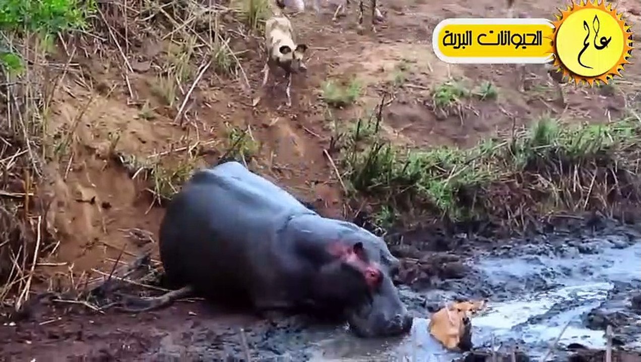 فرس نهر شجاع يواجه أقوي الحيوانات البرية!!شئ لا...