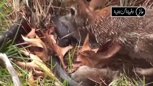 مدهش . غزال يصارع تنين الكومودو مشهد يحبس الأنفاس