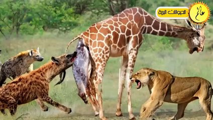 مدهش. ..الزرافة الأم تدافع عن صغيرها بشكل لا يصدق  الحياة البرية في عالم الحيوان