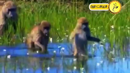 مدهش..اقترب الخنزير البري من نهر التماسيح ولكن ما حدث لم يكن متوقعا عالم الحيوان