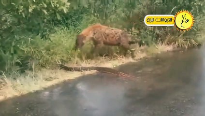 مدهش..أقترب هذا الضبع من الافعي ولكن ما حدث لم يكن متوقعا عالم الحيوان