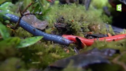 Une sangsue monstrueuse avale un ver géant - ZAPPING SAUVAGE