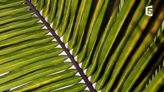 FOU Des bernard-l'hermites échangent de coquilles - ZAPPING SAUVAGE