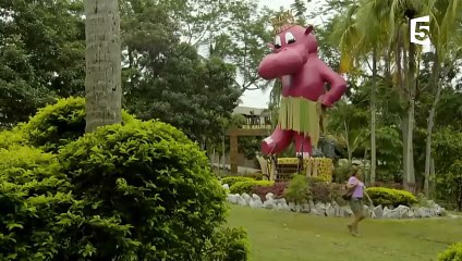 WTF  Pablo Escobar et ses hippos - ZAPPING SAUVAGE