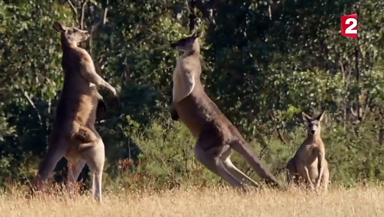 La violence extrême du kangourou - ZAPPING SAUVAGE