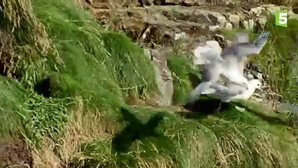 Cet oiseau vomit sur un homme pour se défendre ! - ZAPPING SAUVAGE