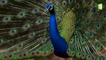 La roue magnifique du paon bleu - ZAPPING SAUVAGE