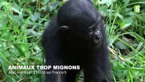Le rire des singes - ZAPPING SAUVAGE 68