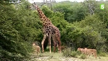 Girafe VS sept lions - ZAPPING SAUVAGE