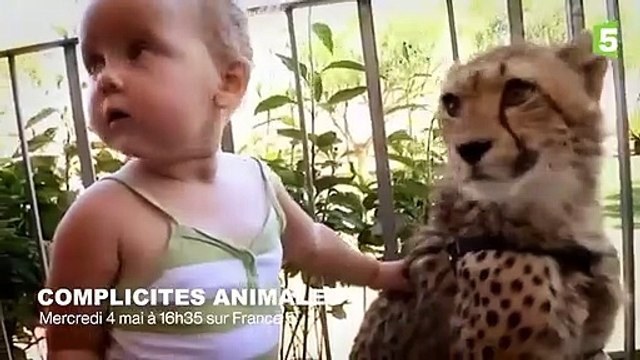 Cette famille vit avec des guépards ! - ZAPPING SAUVAGE