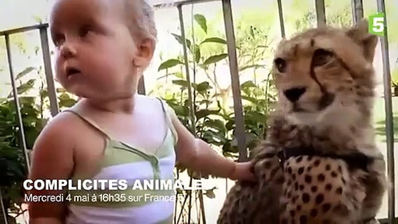 Cette famille vit avec des guépards ! - ZAPPING SAUVAGE
