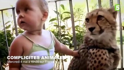 Cette famille vit avec des guépards ! - ZAPPING SAUVAGE