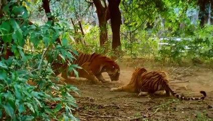 Tigre VS crocodile - ZAPPING SAUVAGE 59