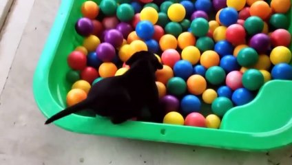 Pourquoi les chiots doivent absolument jouer - ZAPPING SAUVAGE