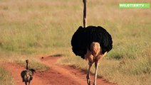 2 Leoparden Greifen Riesen Strauß an, Kann er sich verteidigen