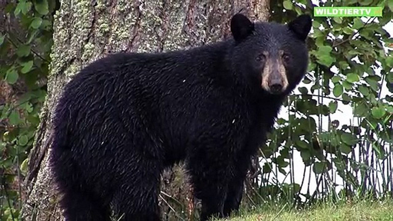 Schwarzbär Mutter überrascht Löwen als er versuchte ihr Junges zu attackieren