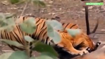 Riesen Tiger Attackiert und Frisst Hirsch, unglaubliche Aunfahmen!