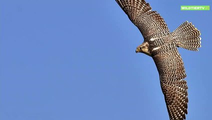 Riesen Falke greift Ente an, Spektakuläre Aufnahmen!