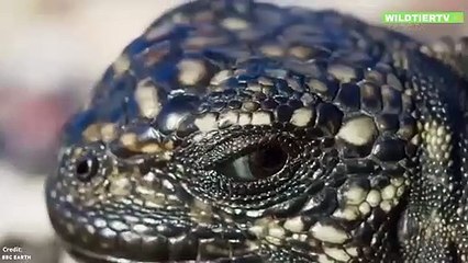 Grüner Leguan wird von 10 Schlangen attackiert, kann er sich retten