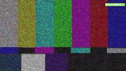 Momente in Denen eine Python ihre Kraft unter Beweis stellen möchte - Python Vs Allighator,Dachs..