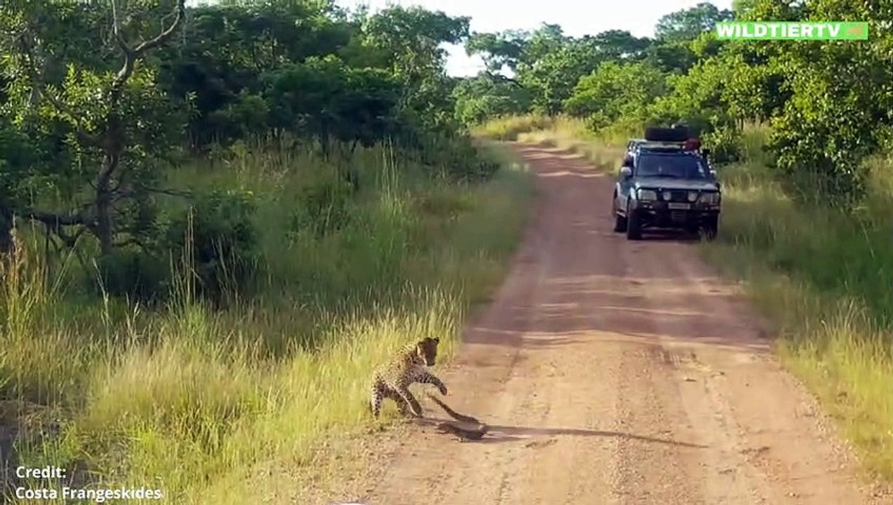 8 SCHOCKIERENDE LEOPARDEN MOMENTE - AUF KAMERA FESTGEHALTEN