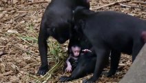 Macaques Welcome Baby Monkey to the Family   The Secret Life of the Zoo   Nature Bites