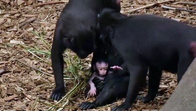 Macaques Welcome Baby Monkey to the Family The Secret Life of the Zoo Nature Bites