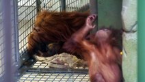 Mother Orangutan Reunites with her Stolen Baby   The Secret Life of the Zoo   Nature Bites