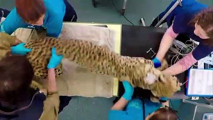 Cheetah Surgery Baffles Zookeepers   The Secret Life of the Zoo   Nature Bites