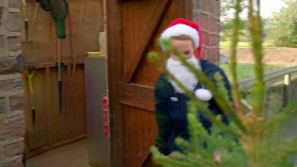 Young Meerkats Trash a Christmas Tree   The Secret Life of the Zoo   Nature Bites