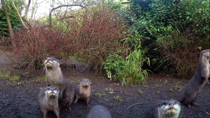 Baby Otter's Struggle for Survival   The Secret Life of the Zoo   Nature Bites